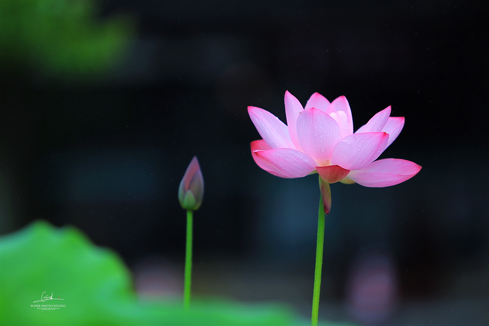 生如夏花,心如清莲,蠡园荷花节开来啦